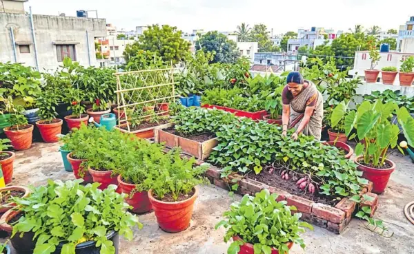 Epsom Salt for Plants: Benefits and Safe Garden Use Epsom Salt for Plants: Benefits and Safe Garden Use - General News | Krihaa