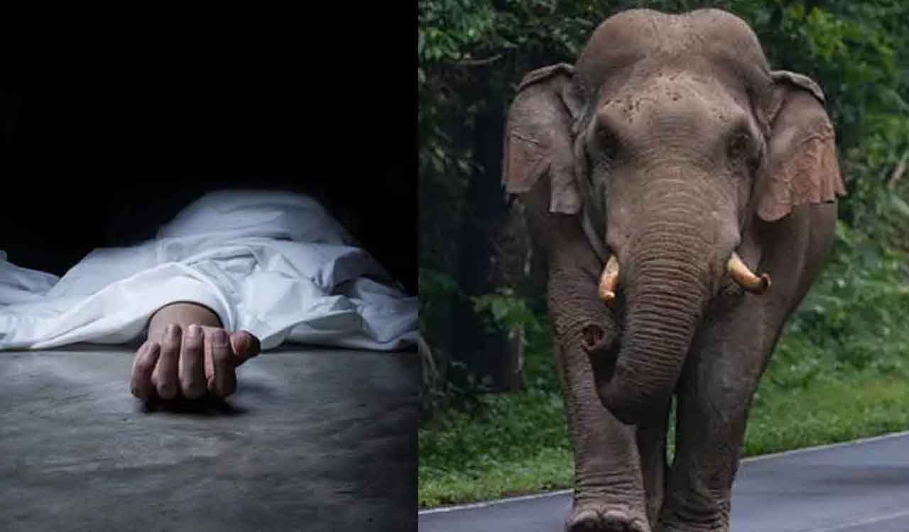 Farmer Killed in Elephant Attack Near Kuppam Farmer Killed in Elephant Attack Near Kuppam - General News | Krihaa