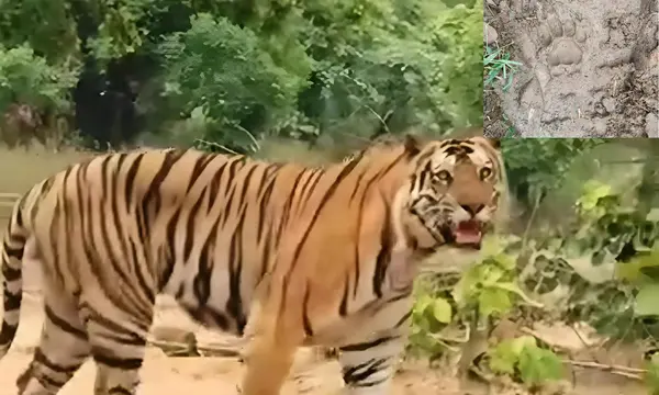 T-122 Tiger Captured After Three Fatal Attacks